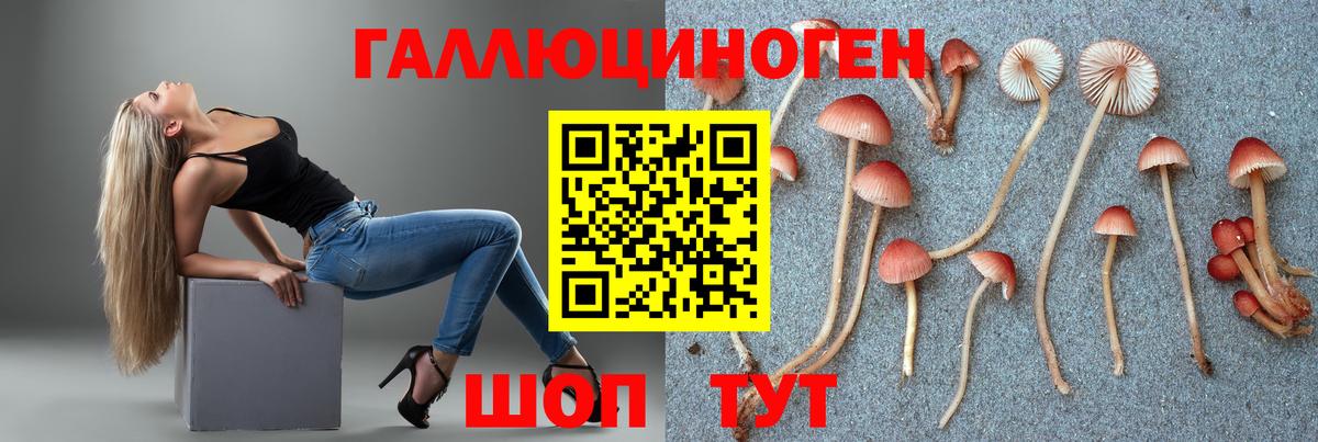 Псилоцибиновые грибы Psilocybine cubensis Буйнакск
