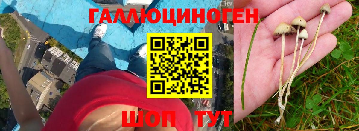 Буйнакск  Псилоцибиновые грибы мицелий  Псилоцибиновые грибы Magic Shrooms  Вход с VPN 